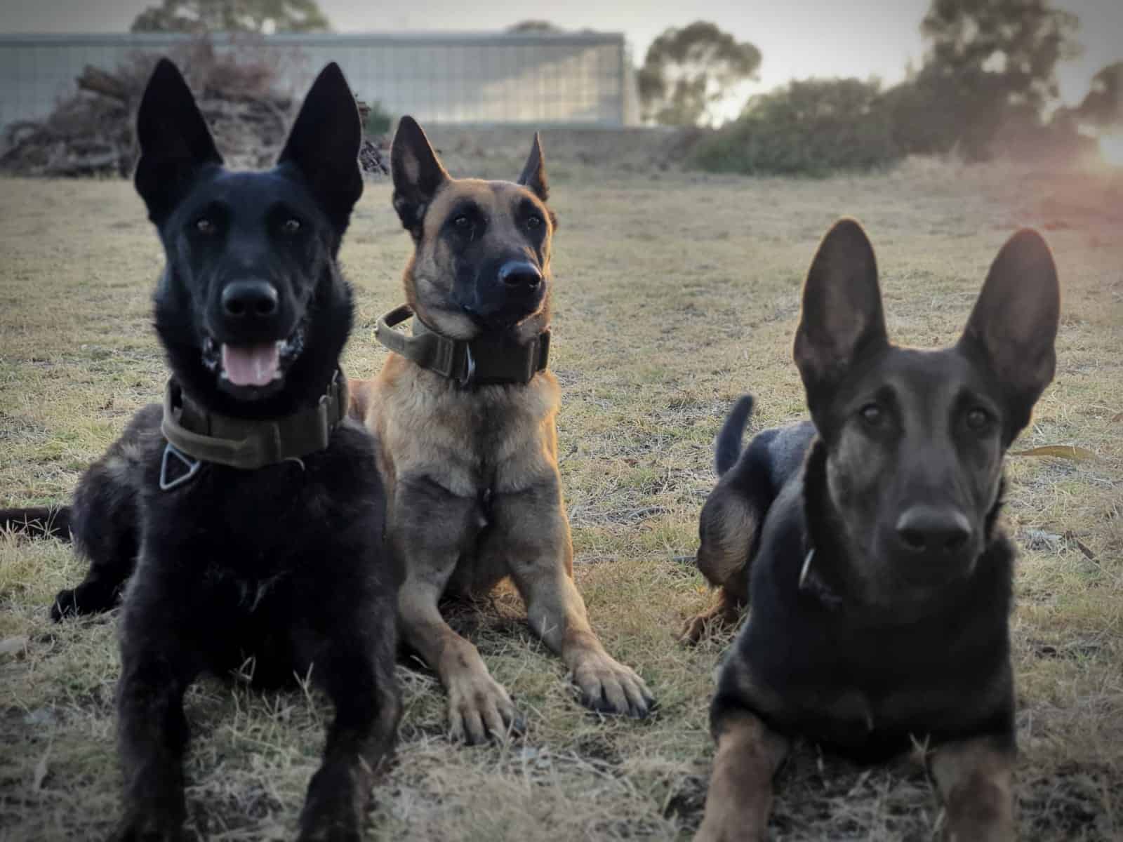 Personal Protection Dogs Perth | Kaizen K9